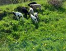 ferienhof ruessmann tiere  