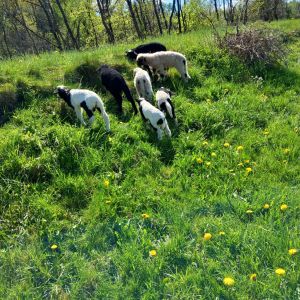 ferienhof ruessmann tiere ferienhof ruessmann tiere