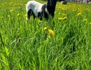 ferienhof ruessmann tiere  