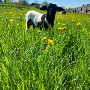ferienhof ruessmann tiere ferienhof ruessmann tiere