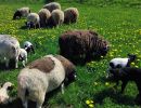 ferienhof ruessmann tiere  