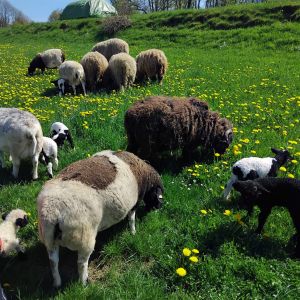 ferienhof ruessmann tiere ferienhof ruessmann tiere